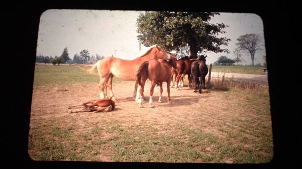 12017630_410568229137379_6775974830457155716_o