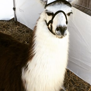 LIVE REVIEW: Dashville Skyline&nbsp;2018